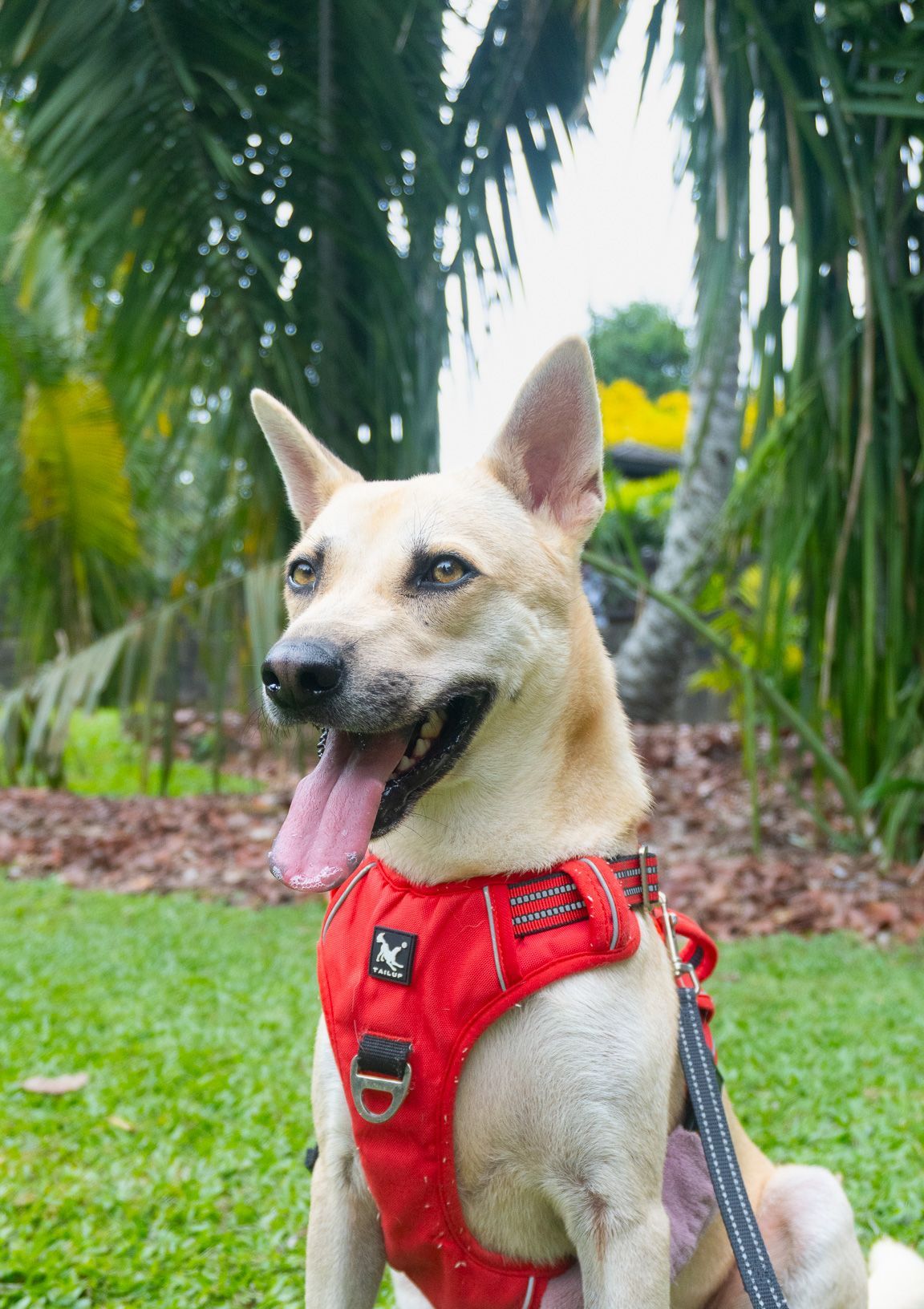 Ace available for adoption