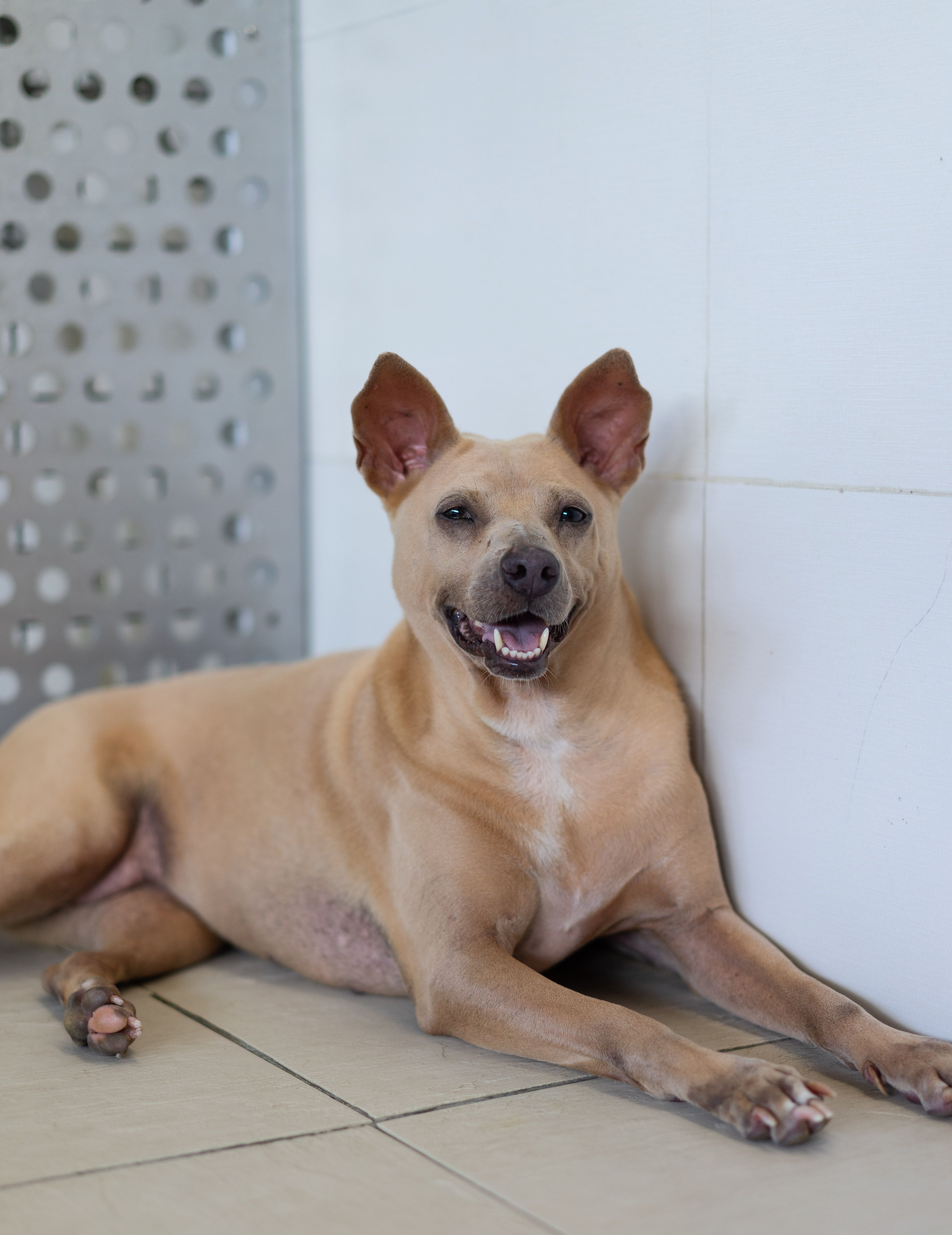 Amber available for adoption