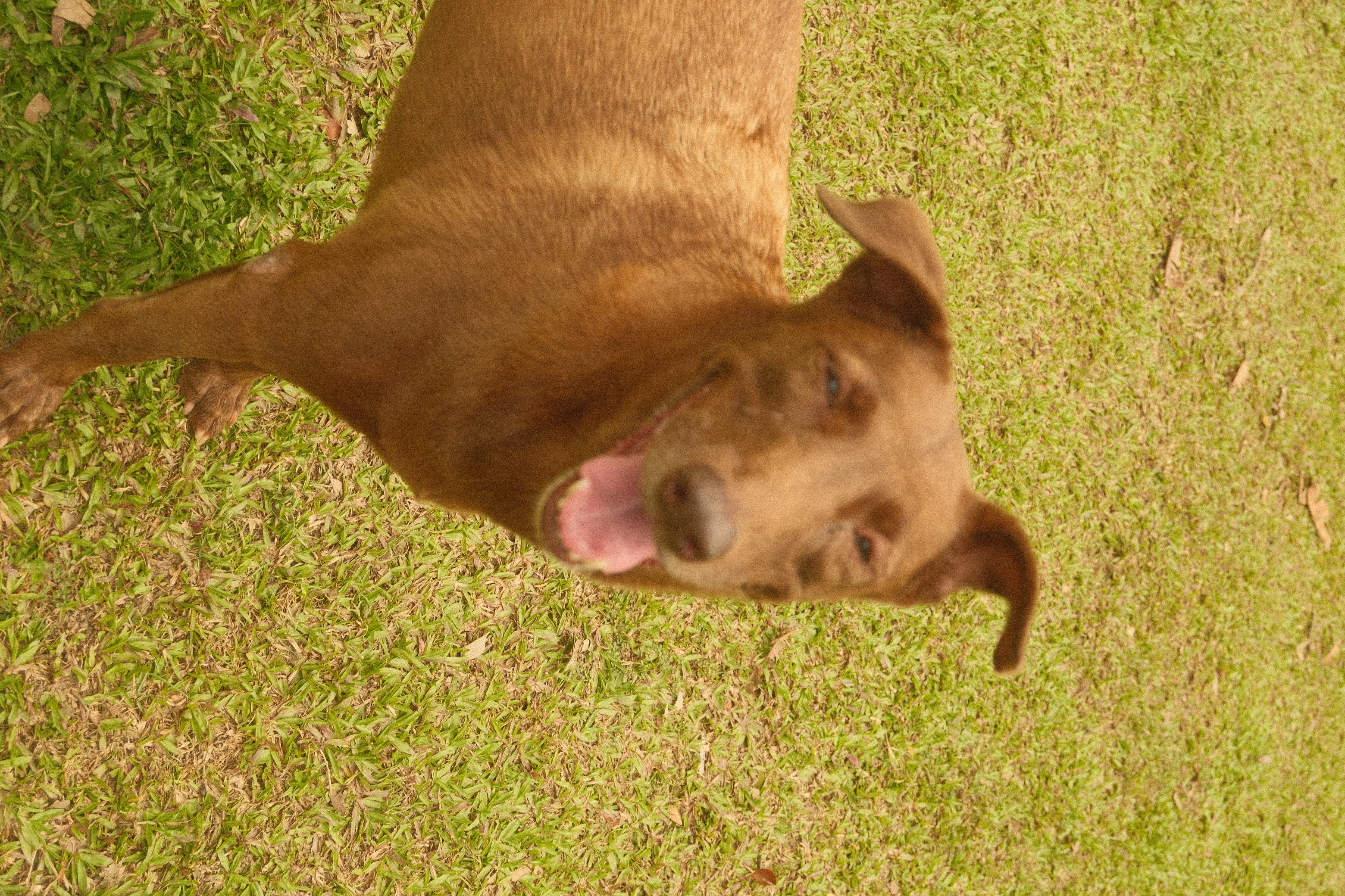 Amigo photo 3