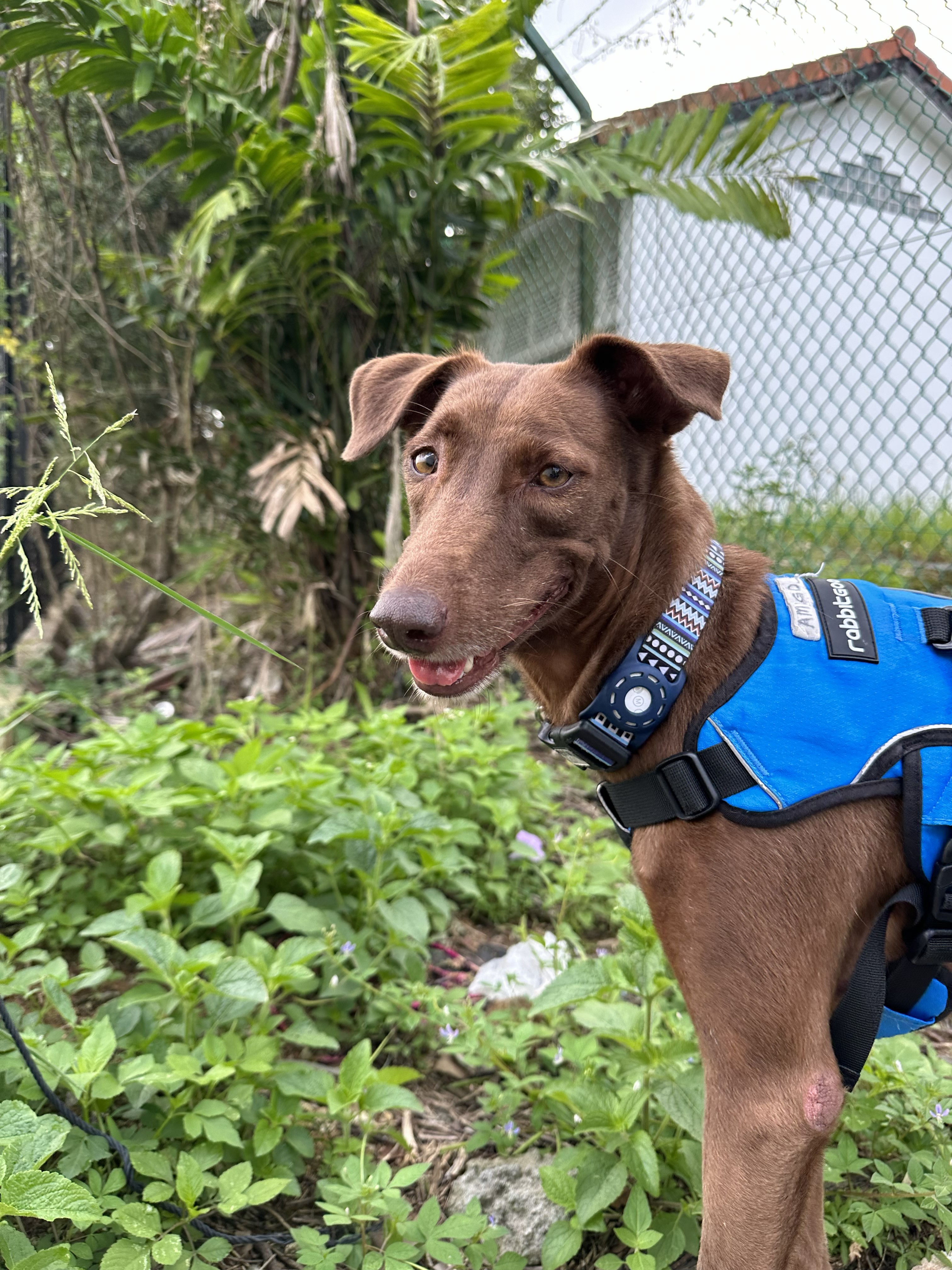 Amigo available for adoption
