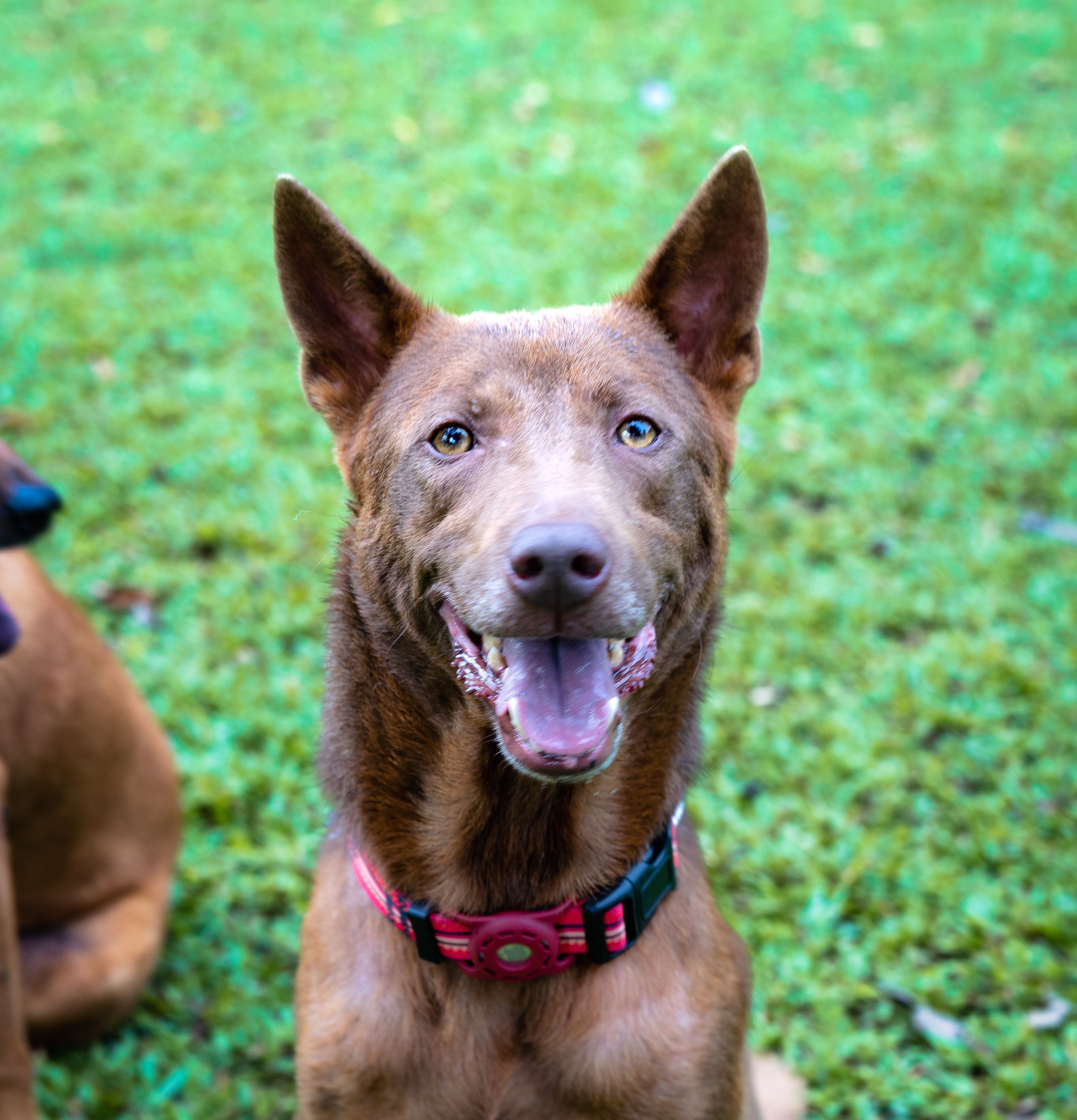 Ardon available for adoption
