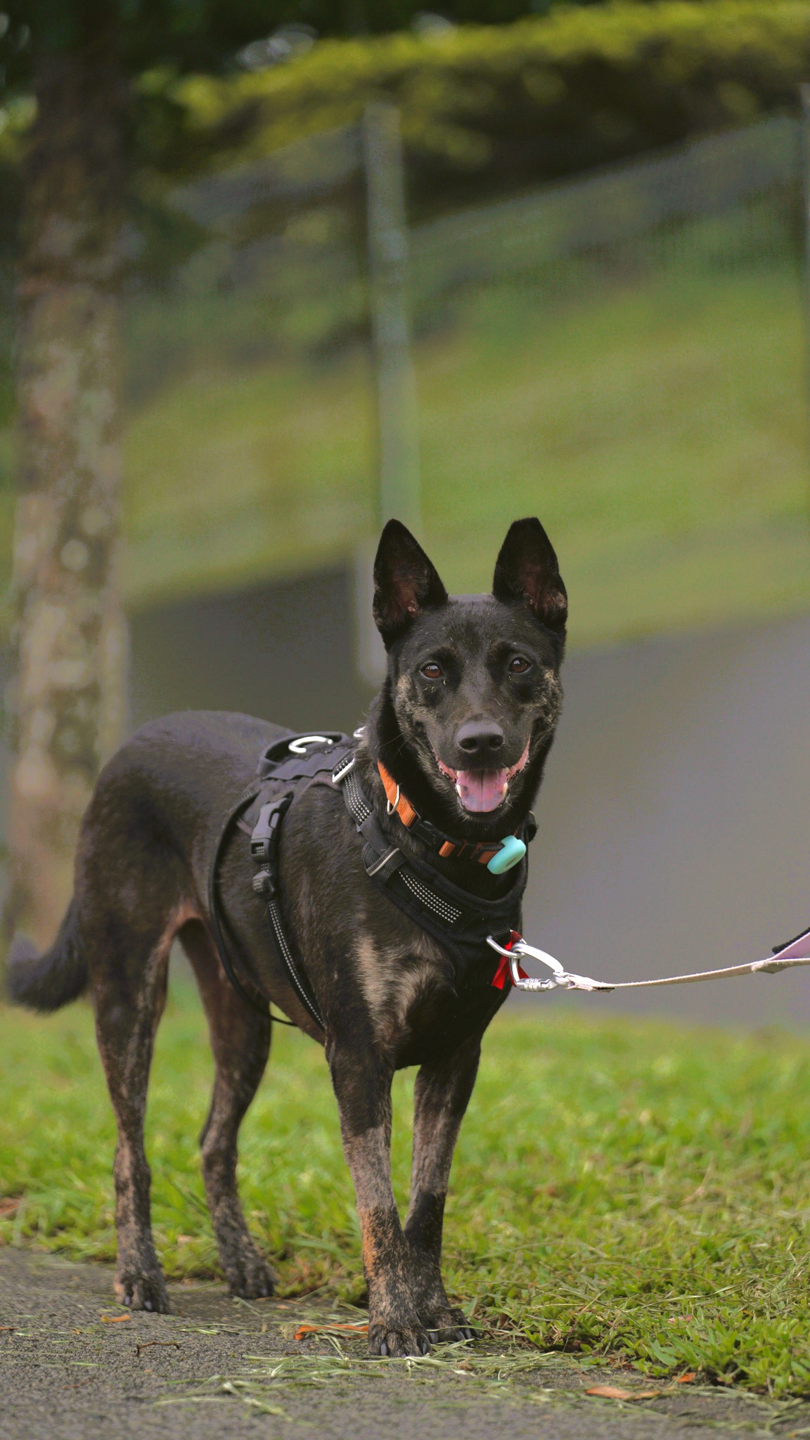 Asher Boy available for adoption