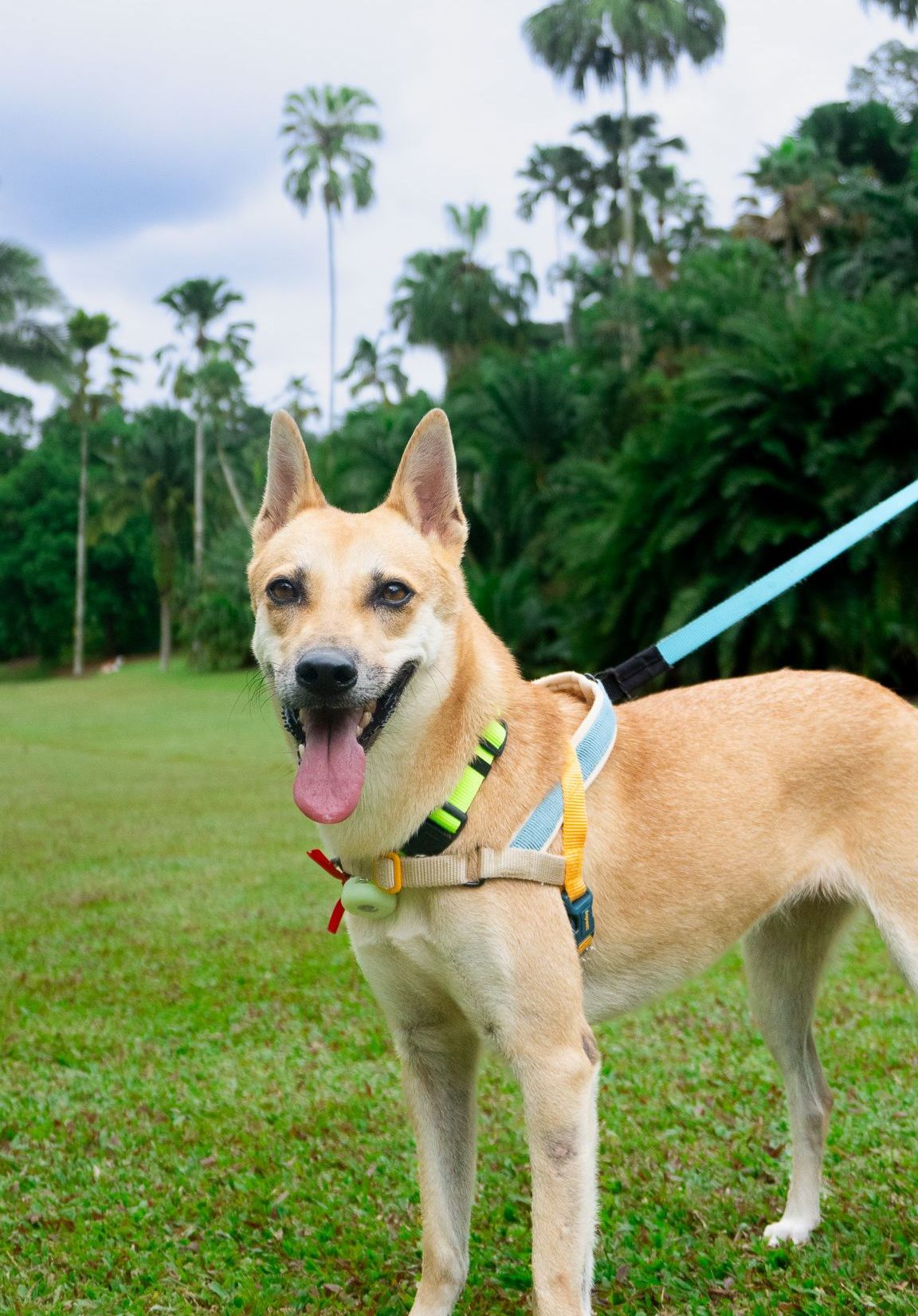 Ava available for adoption