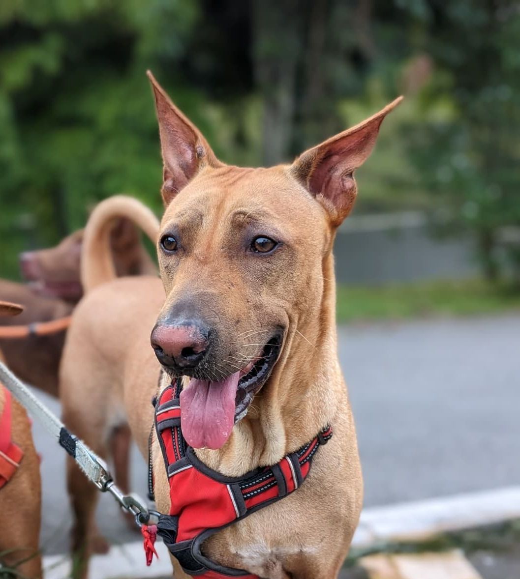 Boaz available for adoption