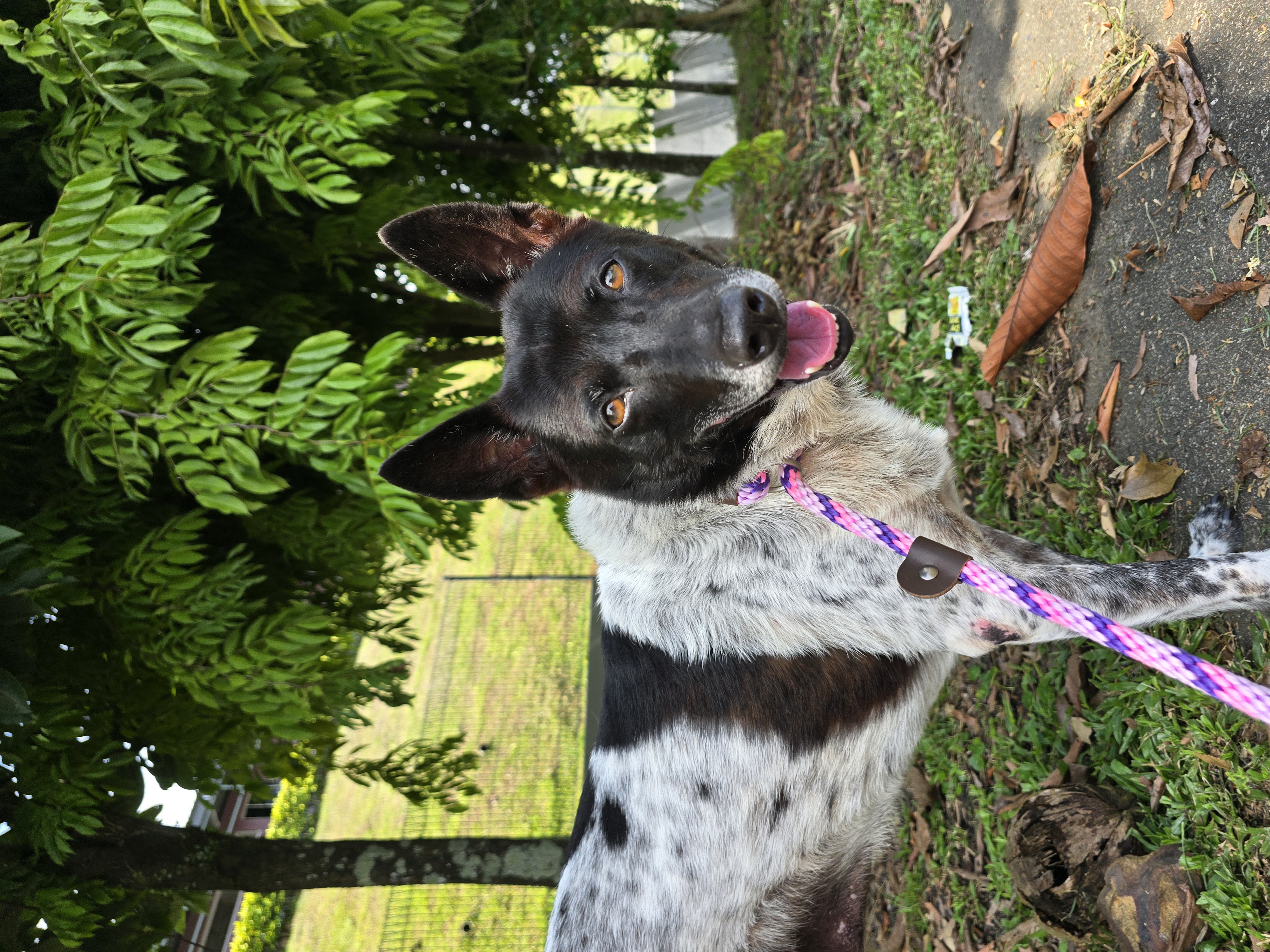 Bree available for adoption