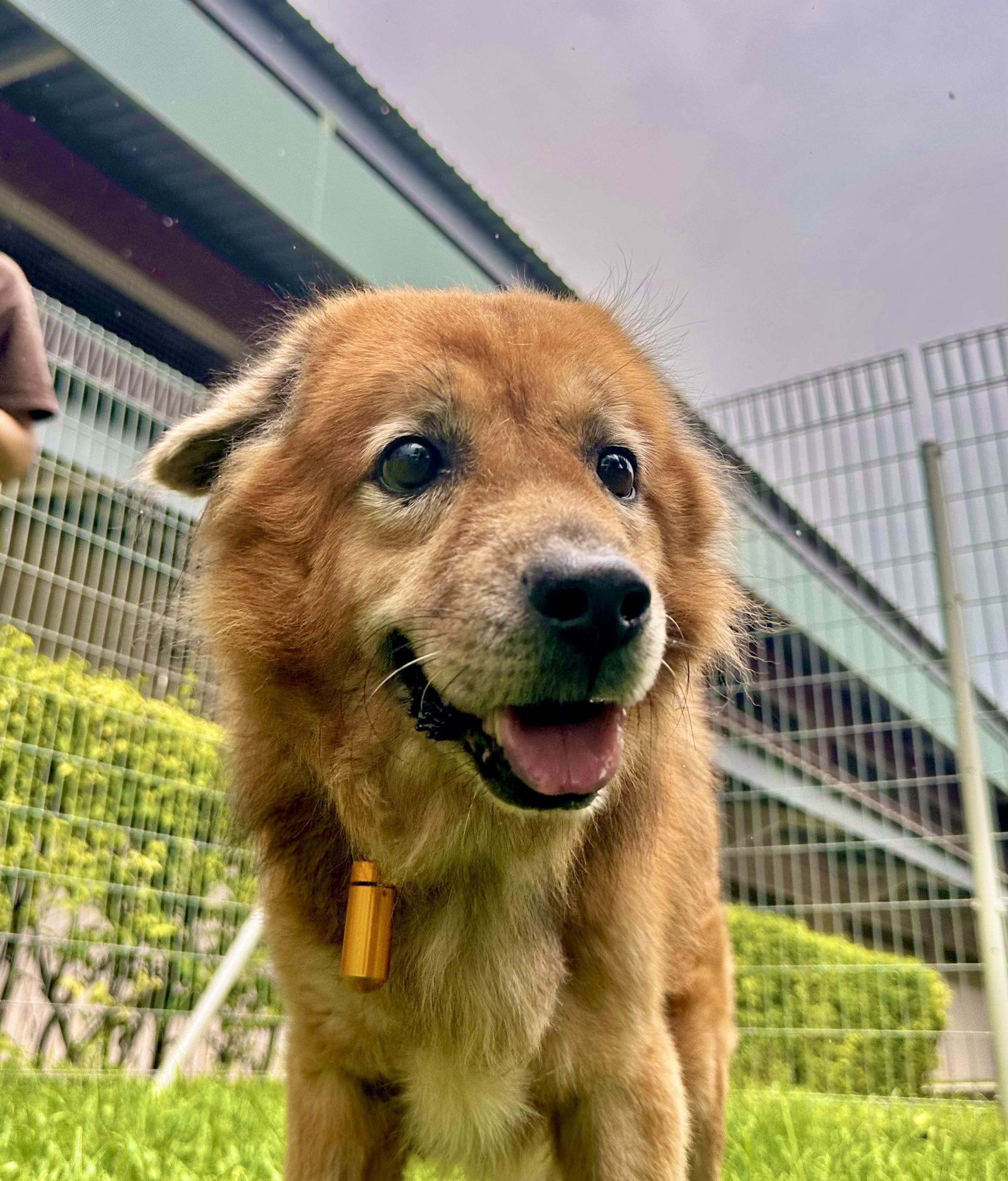 Brownie available for adoption