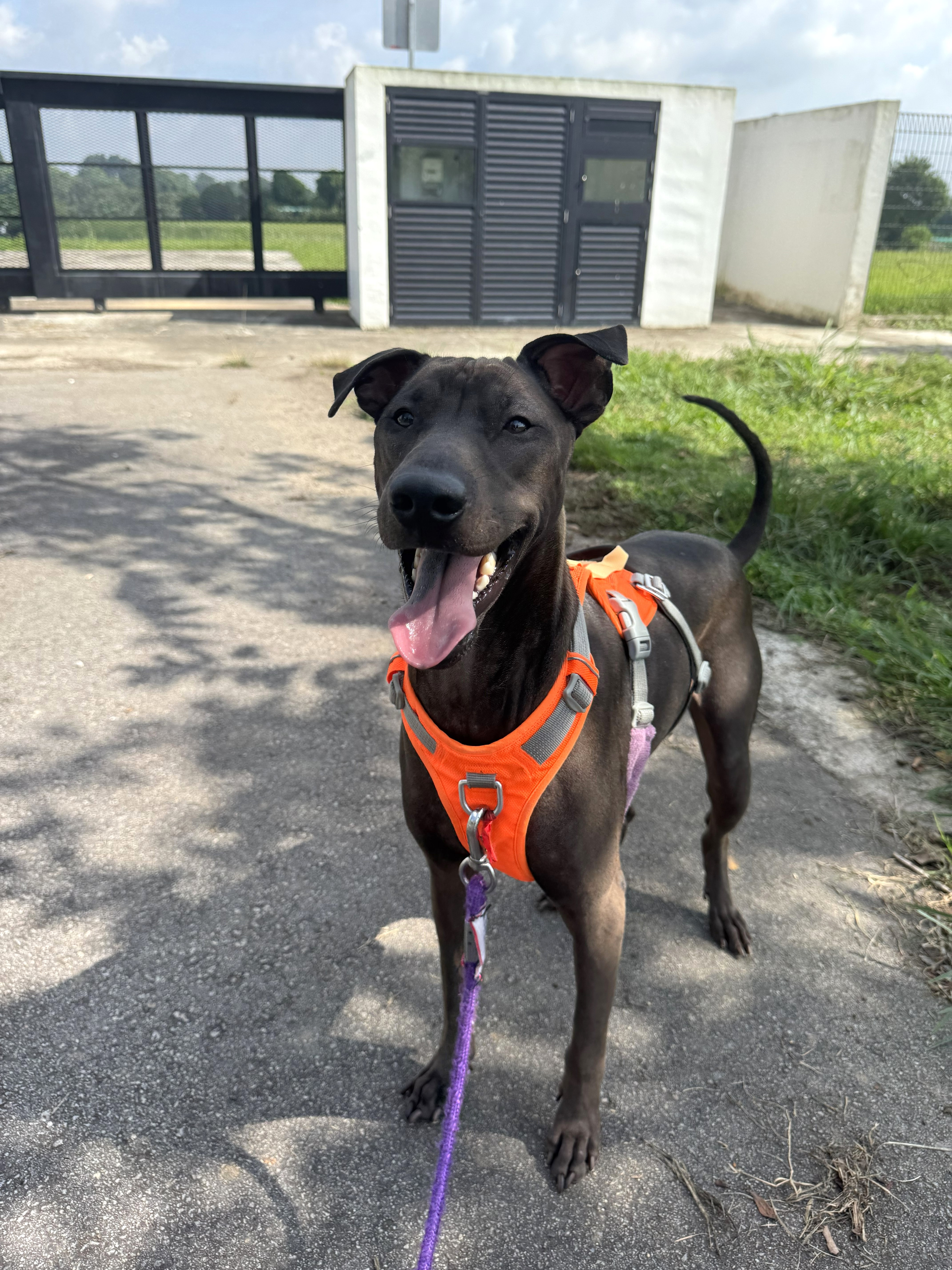 Rescued dog from Mercylight