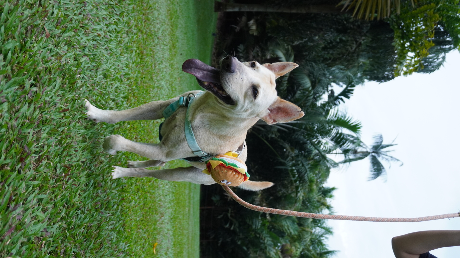 Honest available for adoption