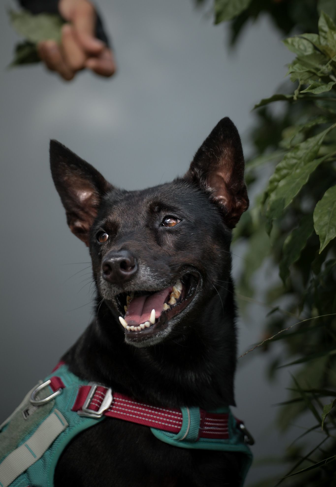 Luna available for adoption