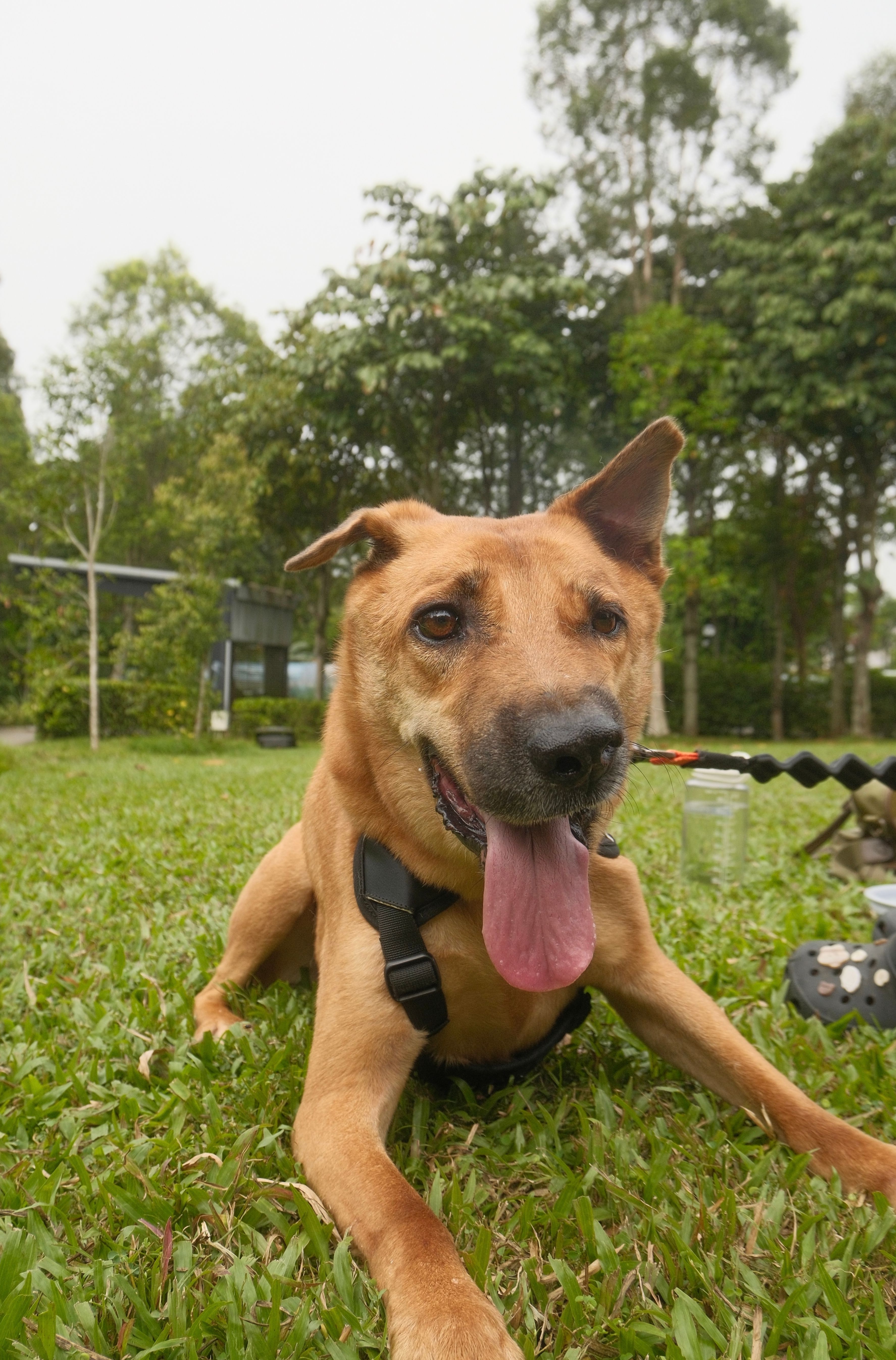 Nugget available for adoption