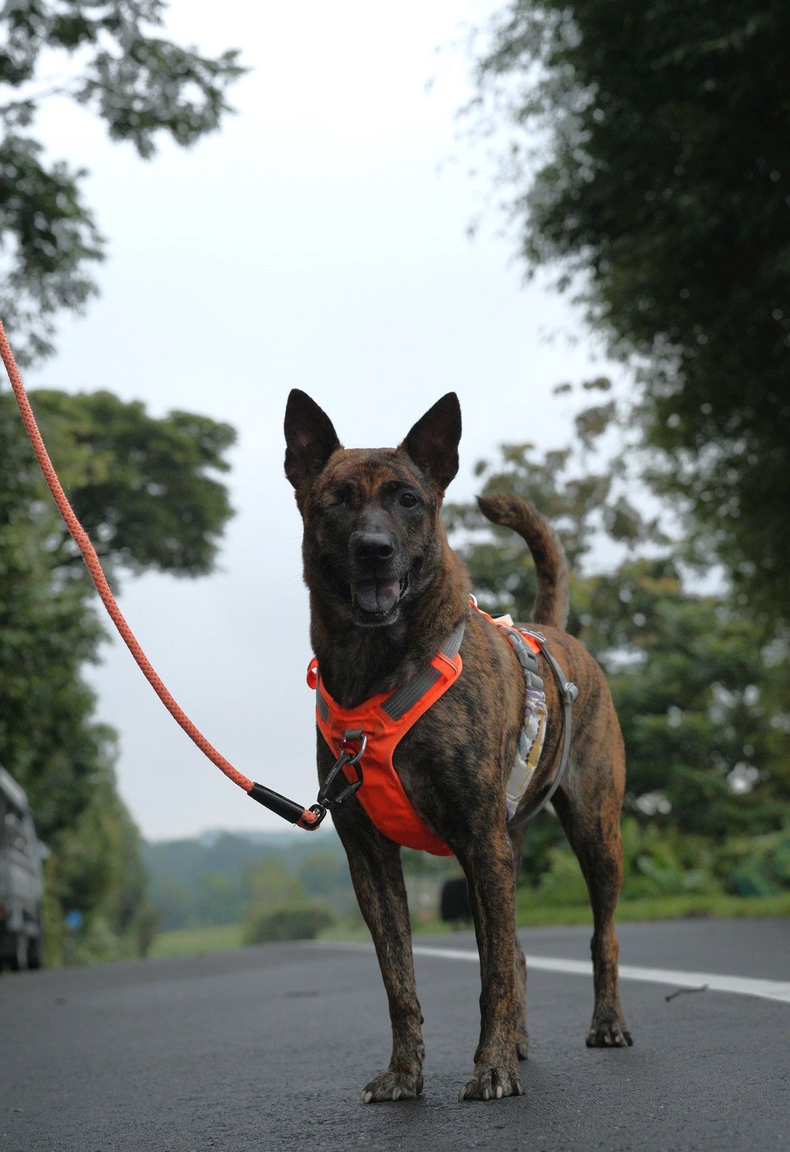 Tasha available for adoption