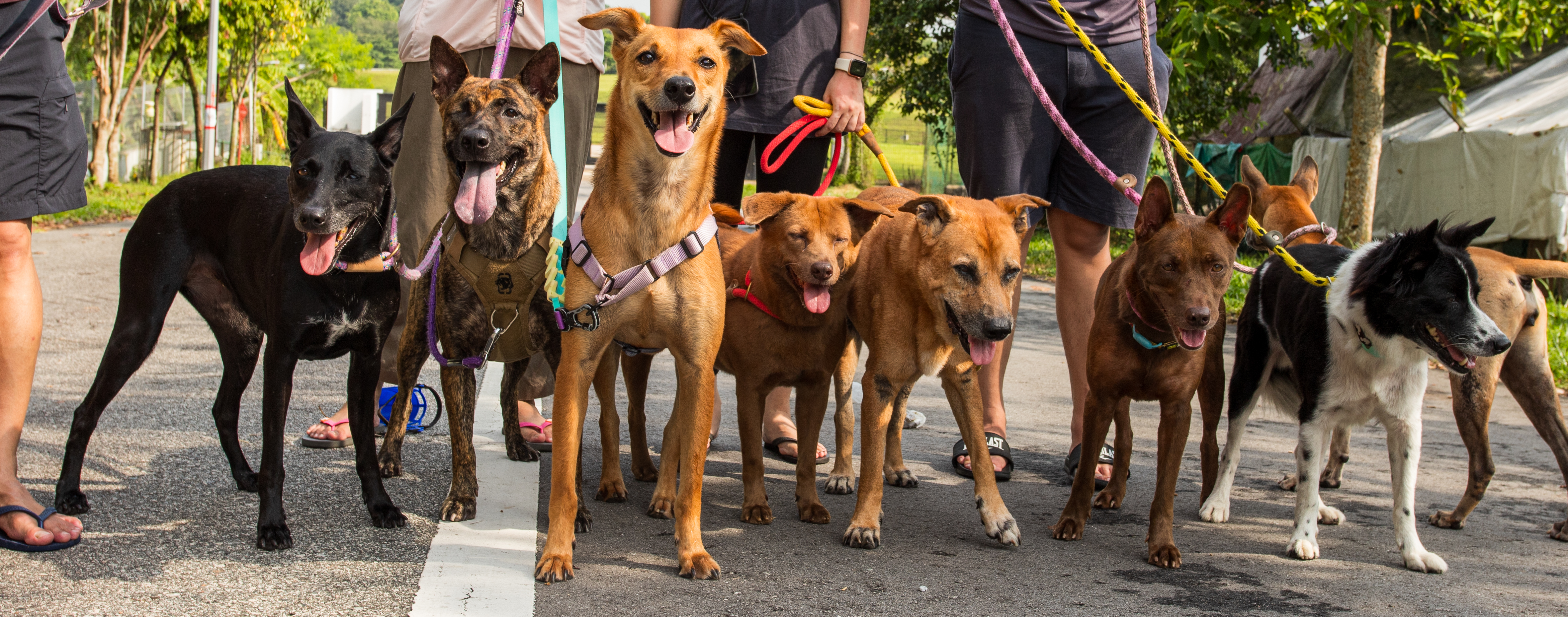 Mercylight volunteers and rescued dogs