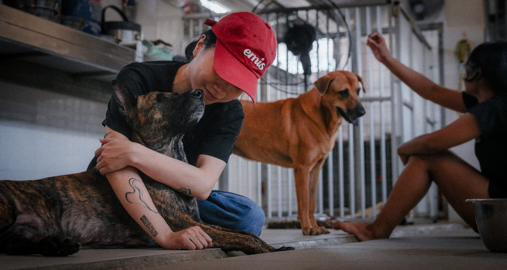 Kennel Volunteer photo 8