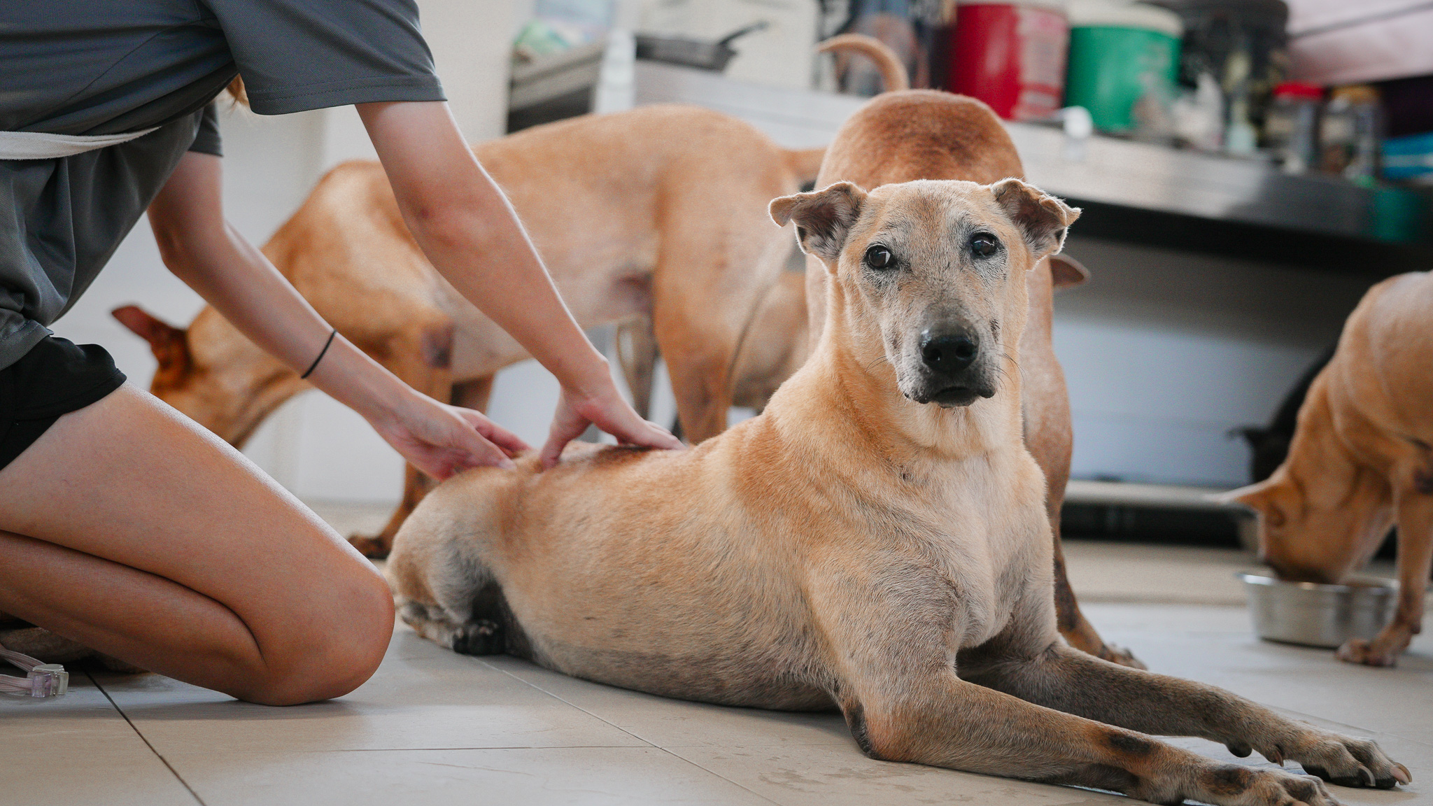Kennel Volunteer photo 9
